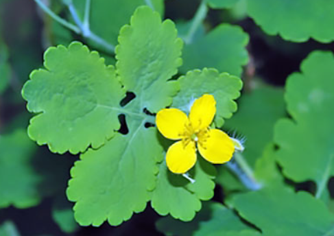 ID Medikal Чистотела трава 30,0.png